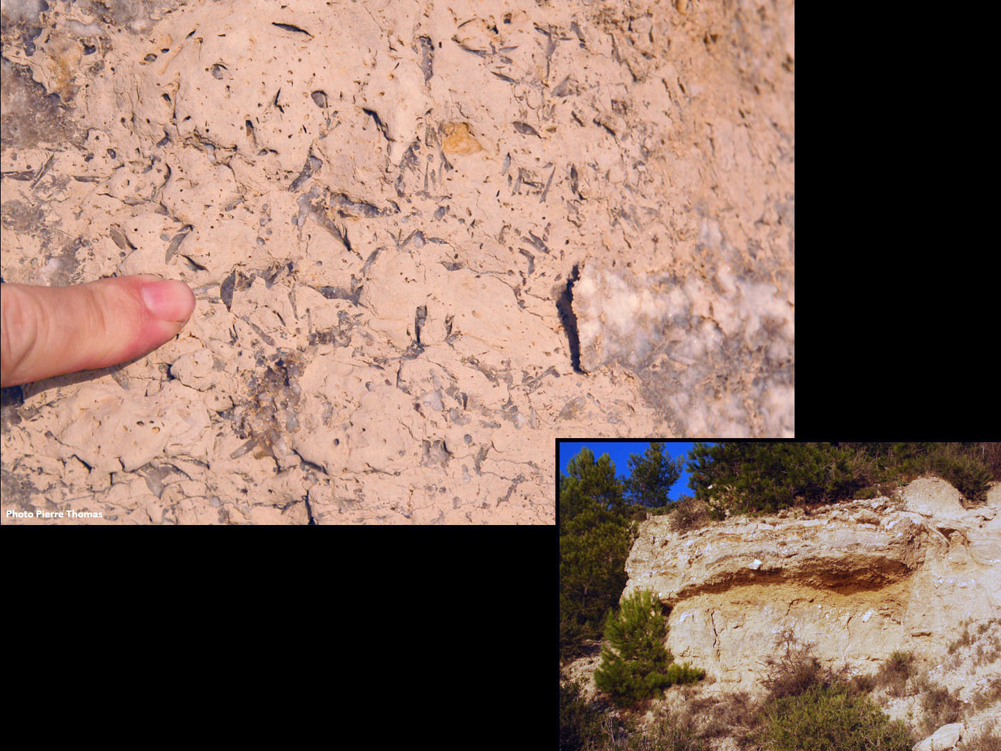 5 Vug Languedocjpg copy